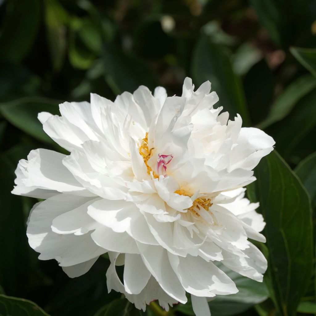 Paeonia lactiflora Festiva Maxima - Pioenroos