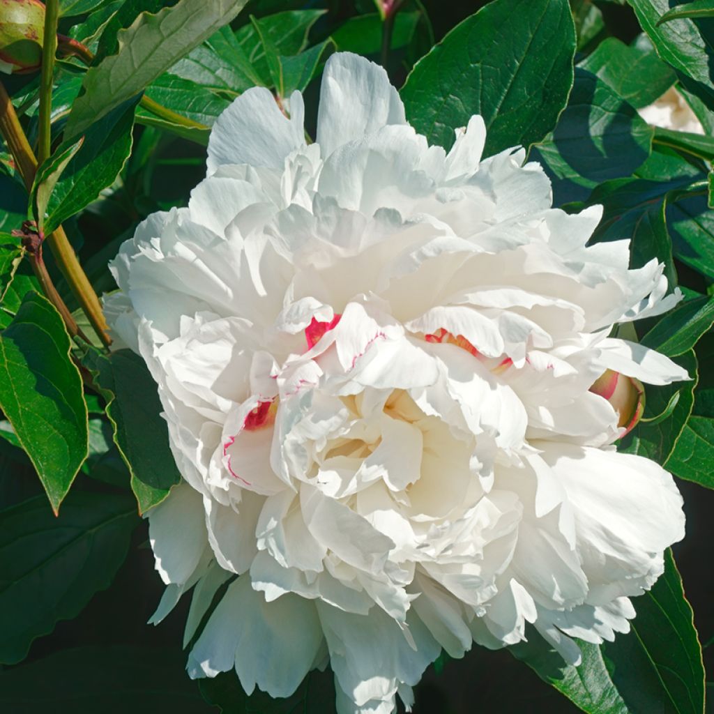 Paeonia lactiflora Festiva Maxima - Pioenroos