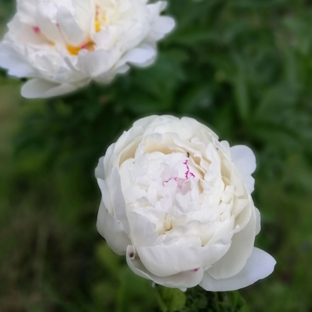 Paeonia lactiflora Festiva Maxima - Pioenroos