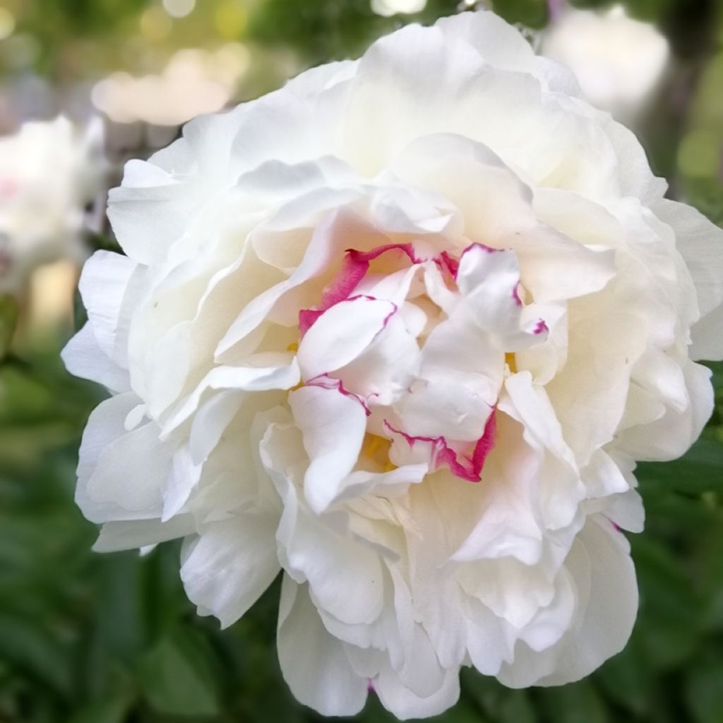 Paeonia lactiflora Festiva Maxima - Pioenroos