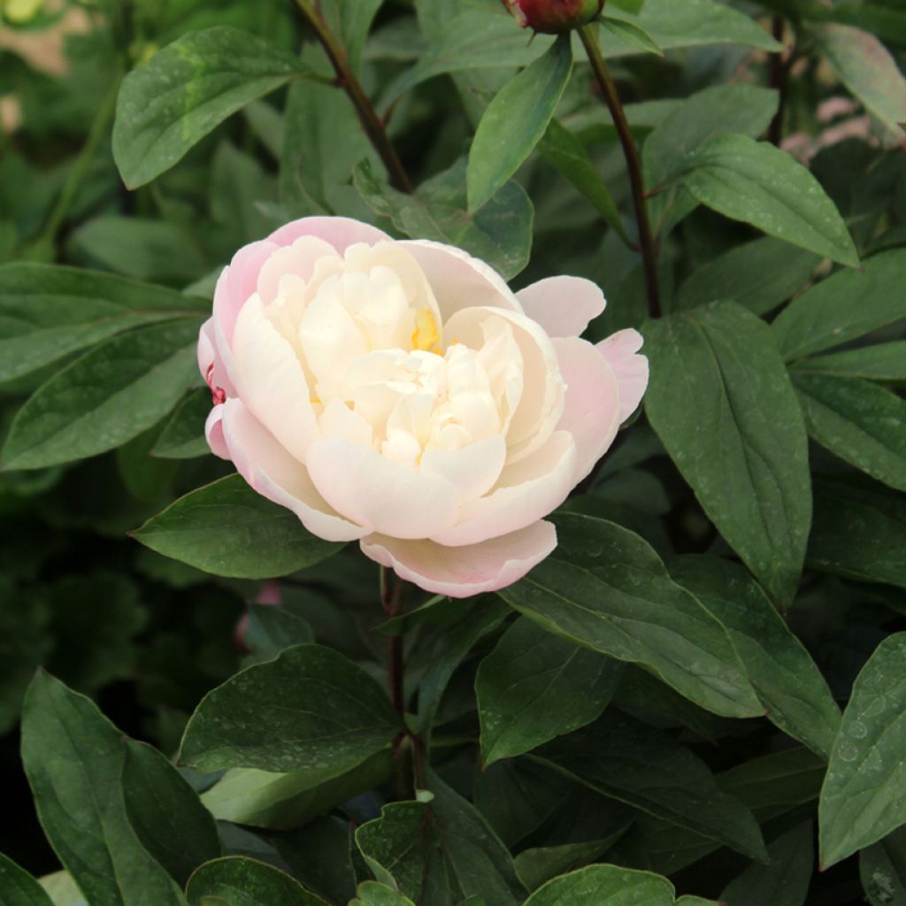 Paeonia lactiflora Gardenia - Pioenroos