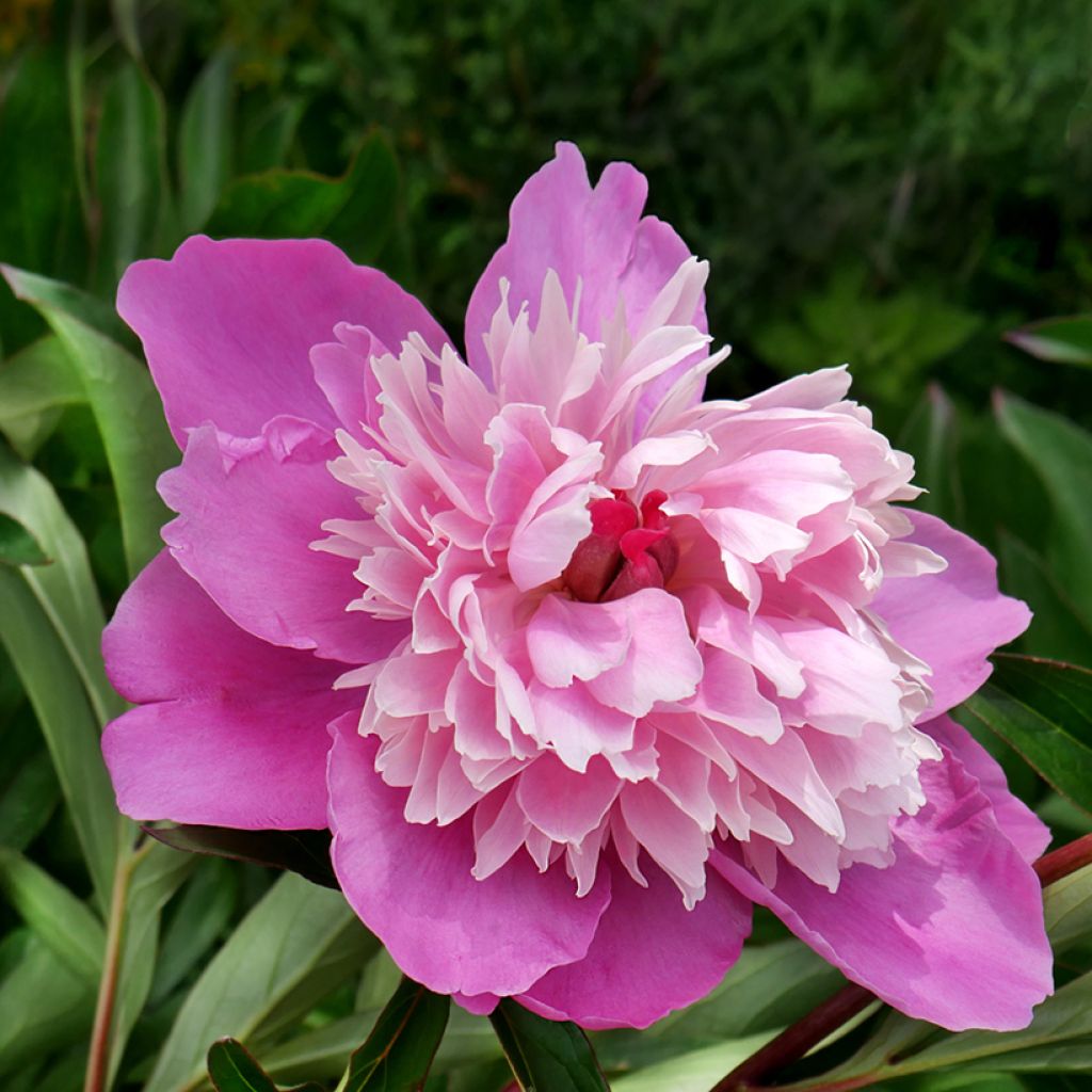 Paeonia lactiflora Gay Paree - Pioenroos