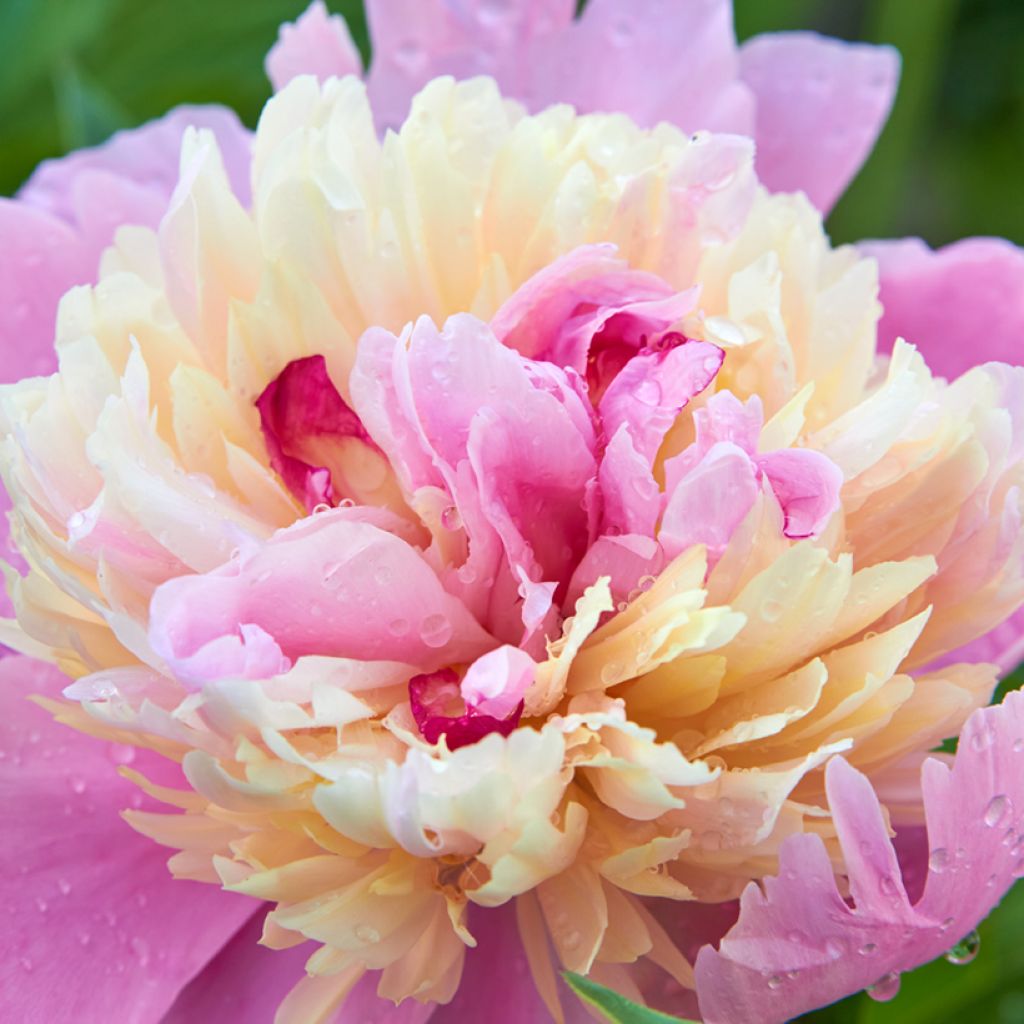 Paeonia lactiflora Gay Paree - Pioenroos