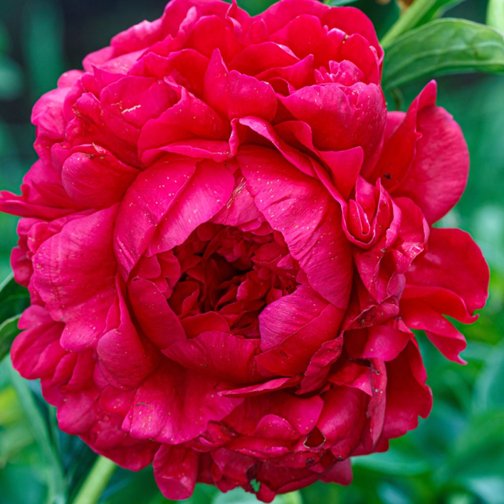 Paeonia lactiflora Bockstoce - Pioenroos
