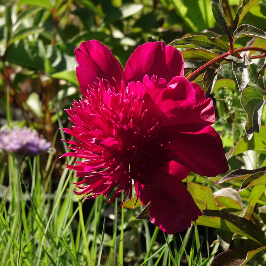 Paeonia lactiflora Inspecteur Lavergne - Pioenroos