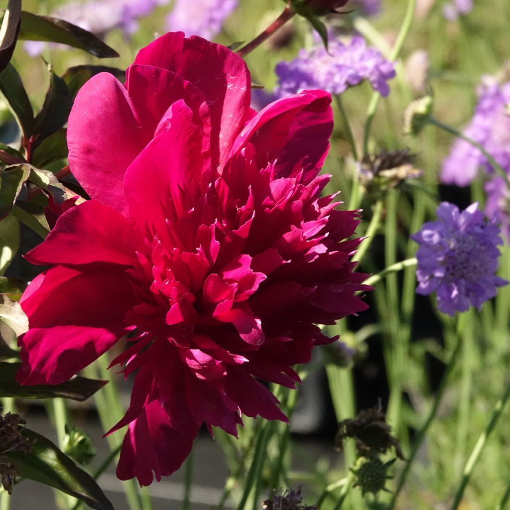 Paeonia lactiflora Inspecteur Lavergne - Pioenroos