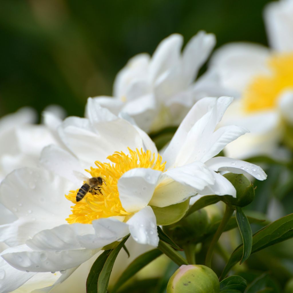 Paeonia lactiflora Jan van Leeuwen - Pioenroos