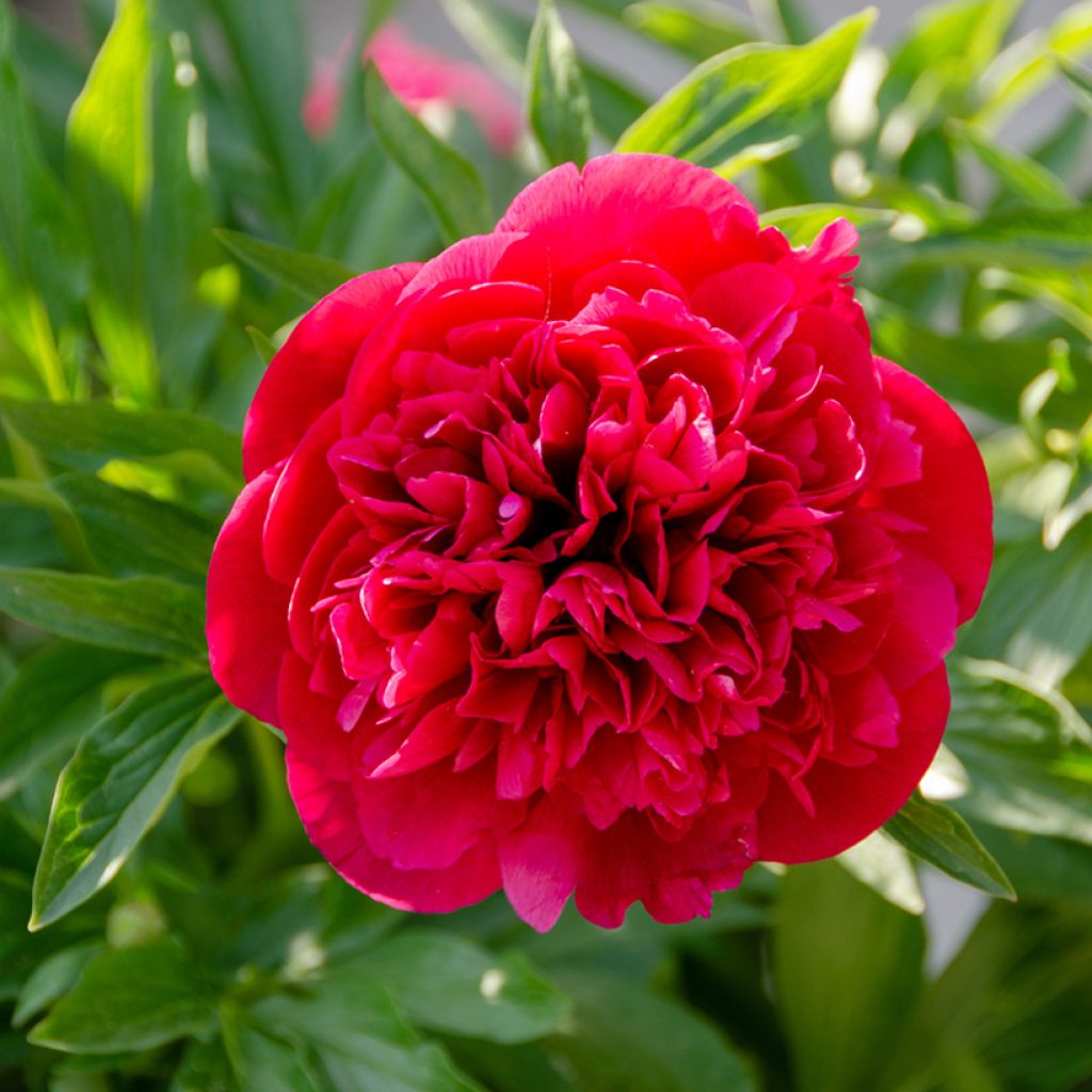 Paeonia lactiflora Kansas - Pioenroos