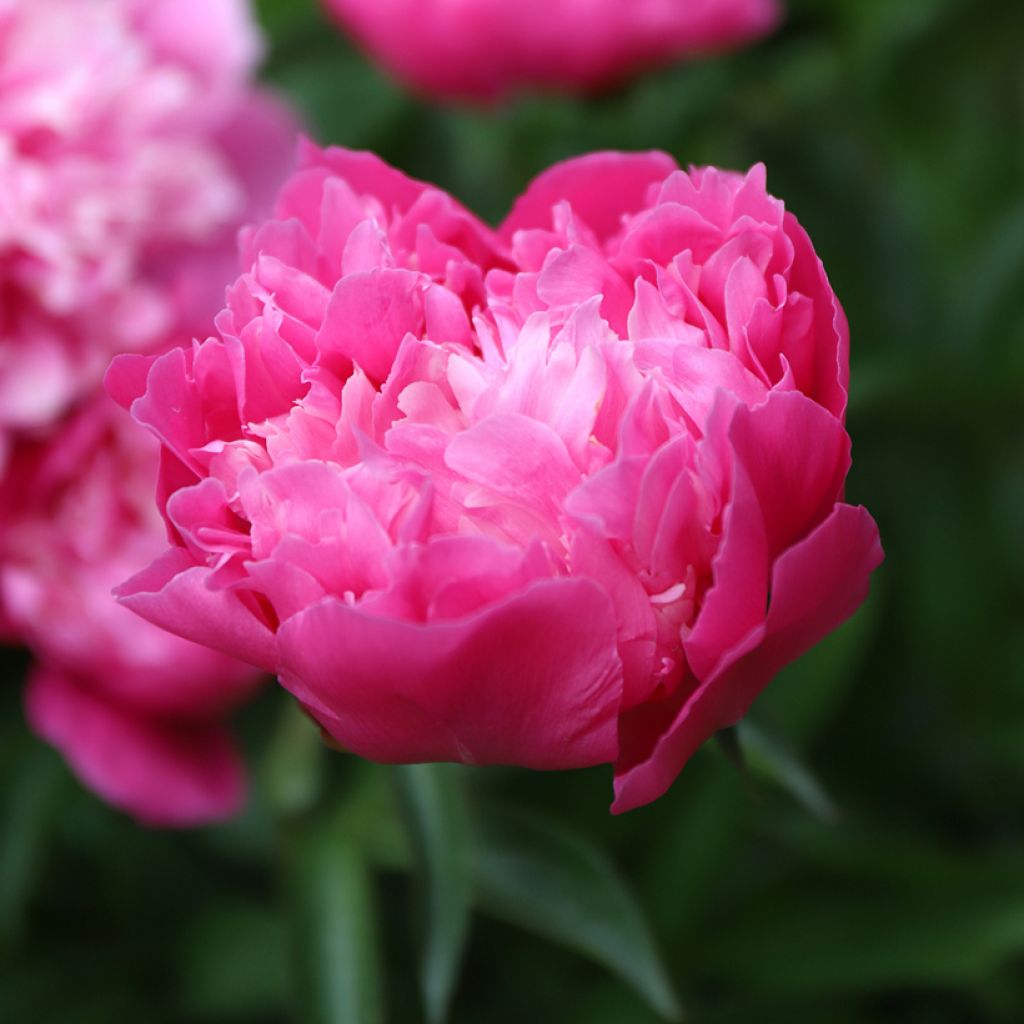 Paeonia lactiflora Karl Rosenfield - Pioenroos