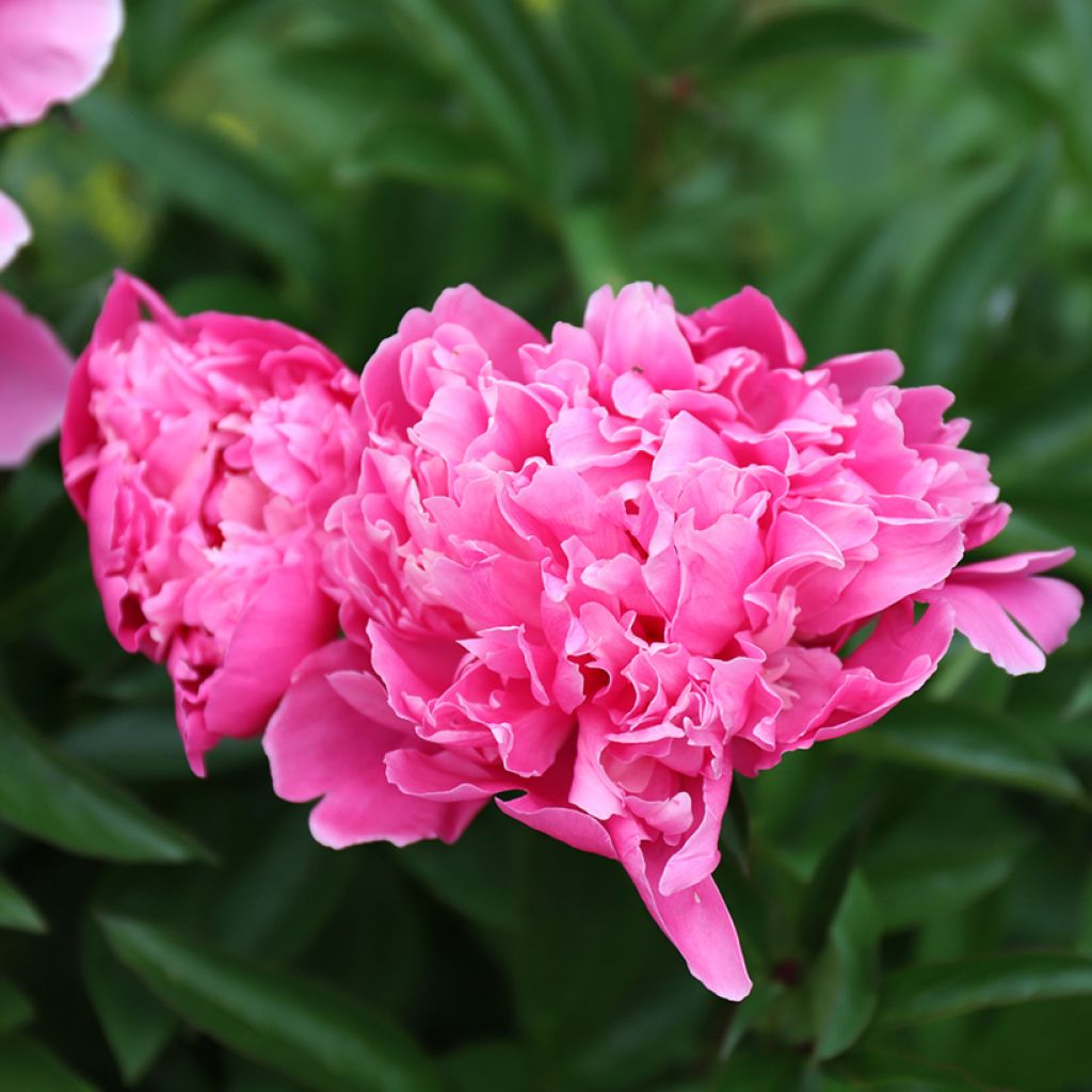 Paeonia lactiflora Karl Rosenfield - Pioenroos