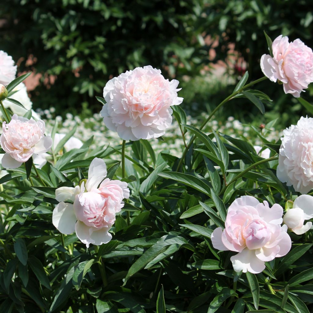 Paeonia lactiflora Madame Calot - Pioenroos