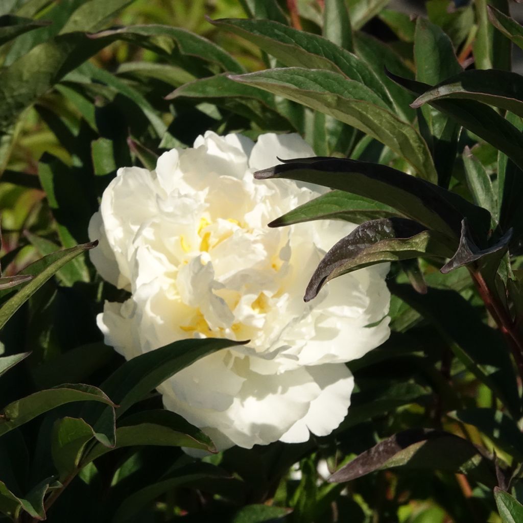 Paeonia lactiflora Mistress - Pioenroos