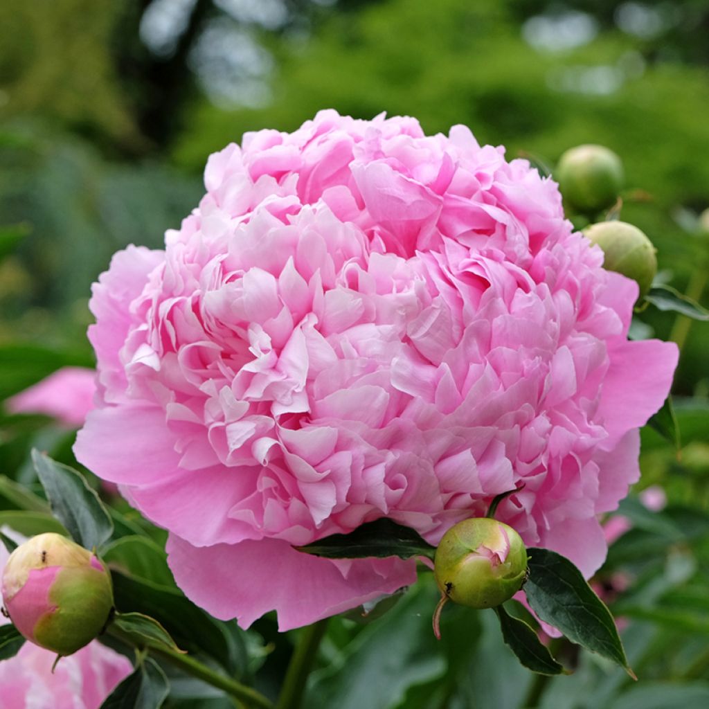 Paeonia lactiflora Monsieur Jules Elie - Pioenroos