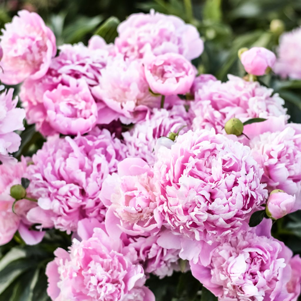 Paeonia lactiflora Monsieur Jules Elie - Pioenroos