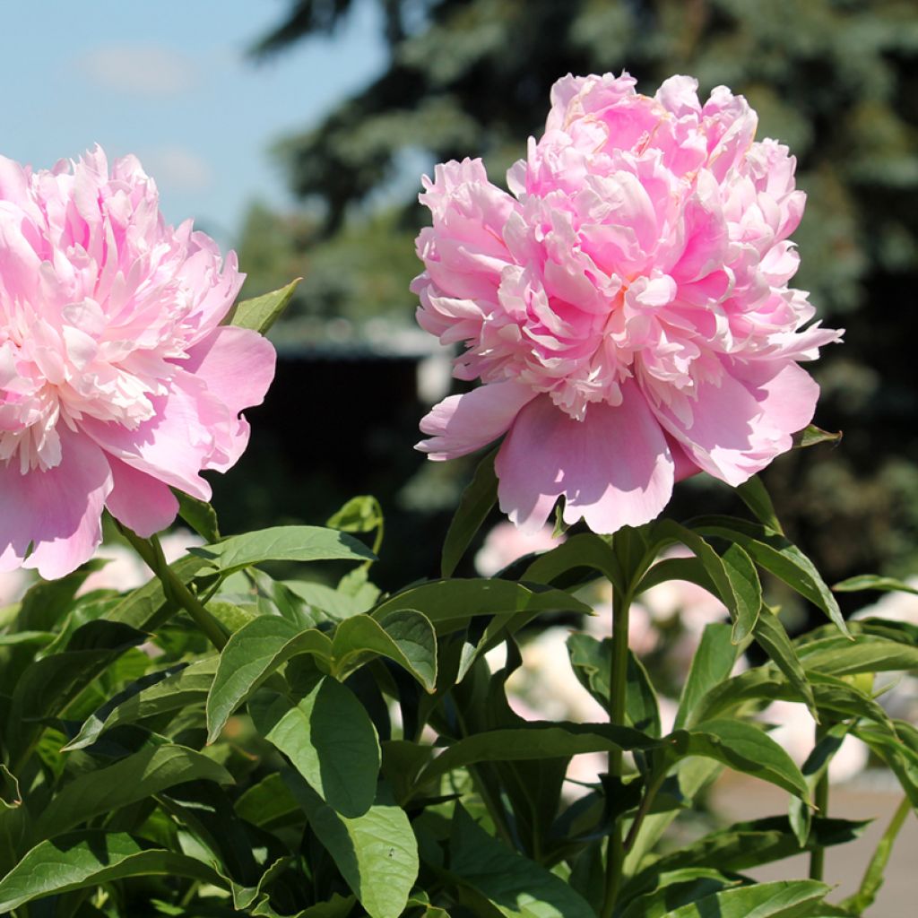Paeonia lactiflora Monsieur Jules Elie - Pioenroos