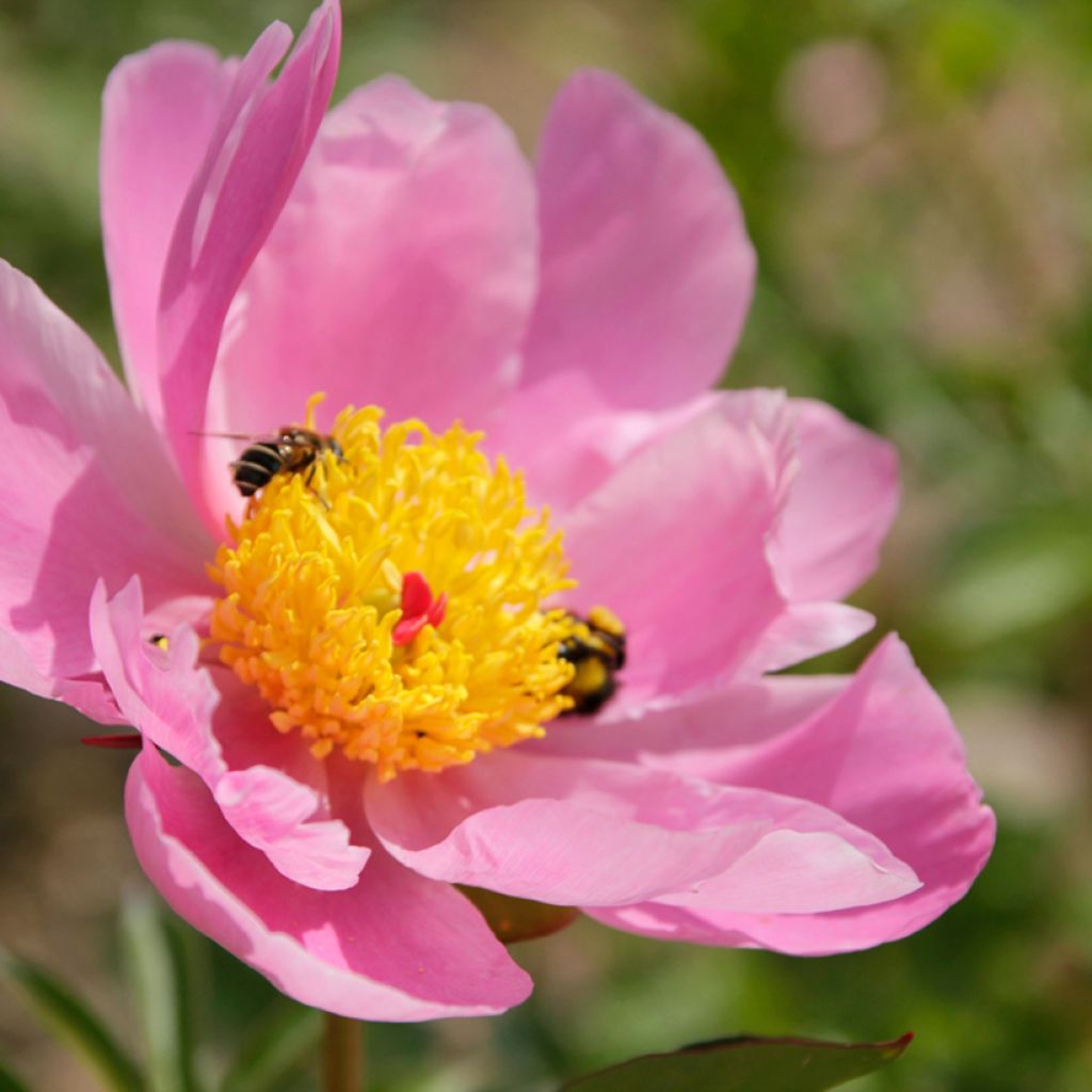 Paeonia lactiflora Nymphe - Pioenroos