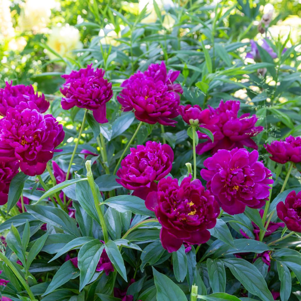 Paeonia lactiflora Peter Brand - Pioenroos