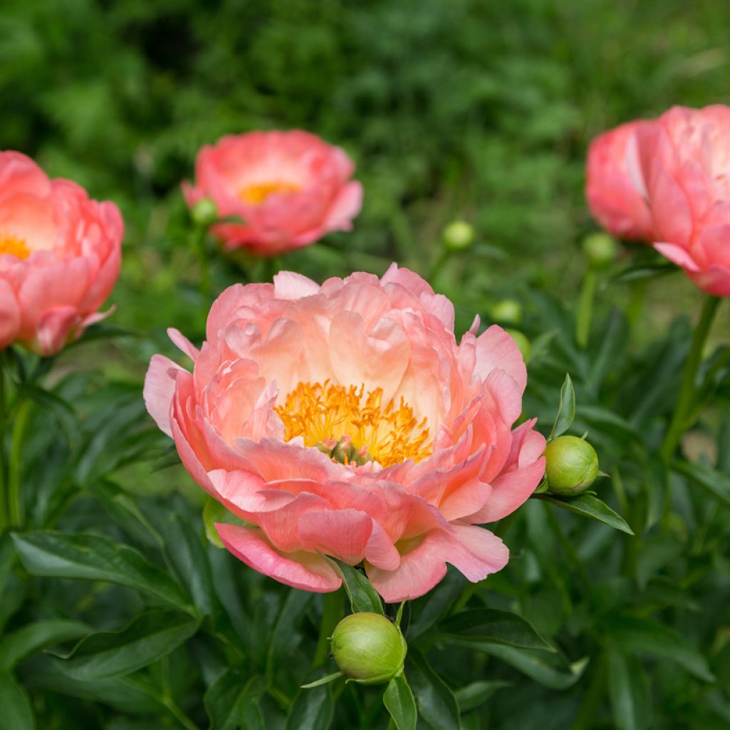 Paeonia lactiflora Pink Hawaiian Coral - Pioenroos