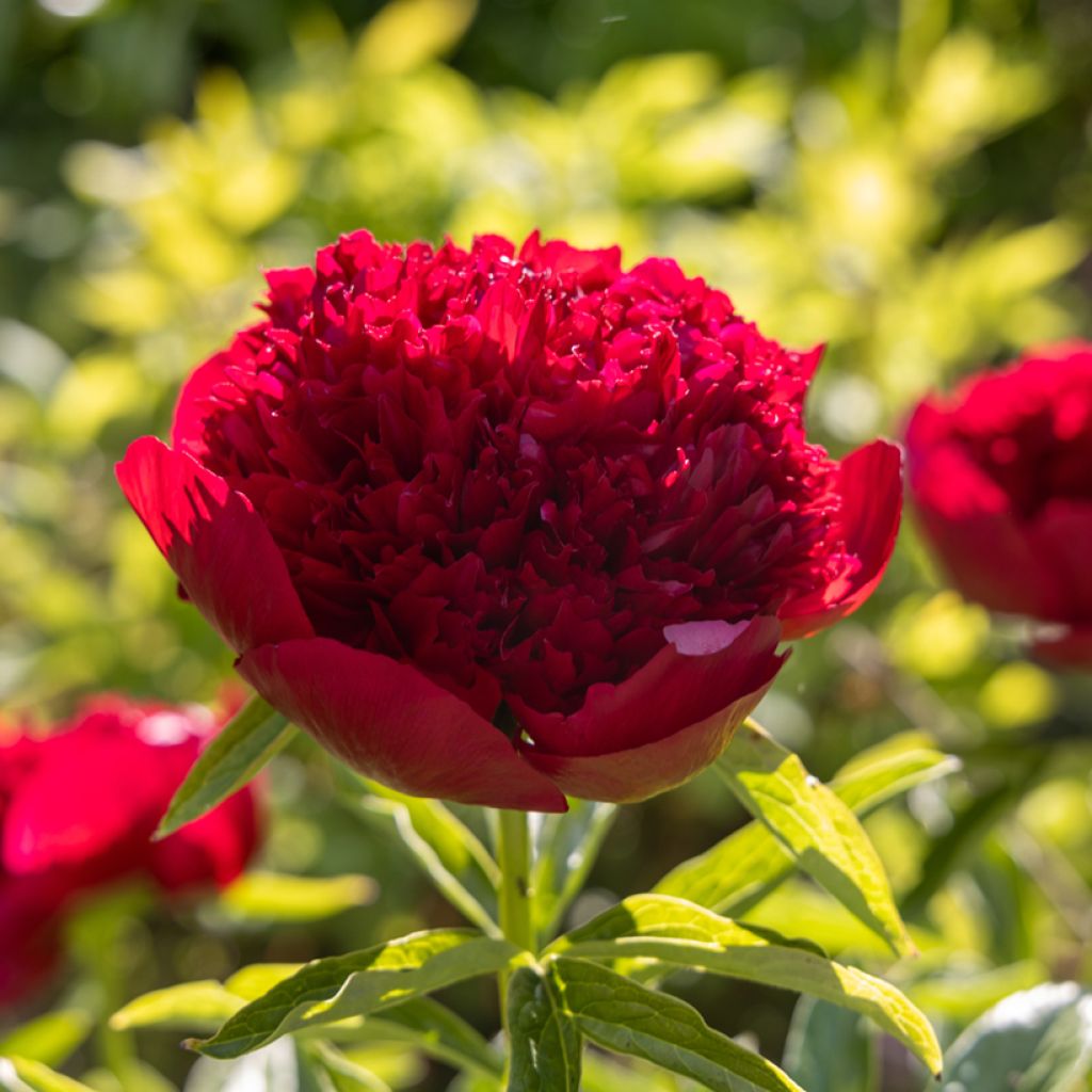 Paeonia lactiflora Red Charm - Pioenroos