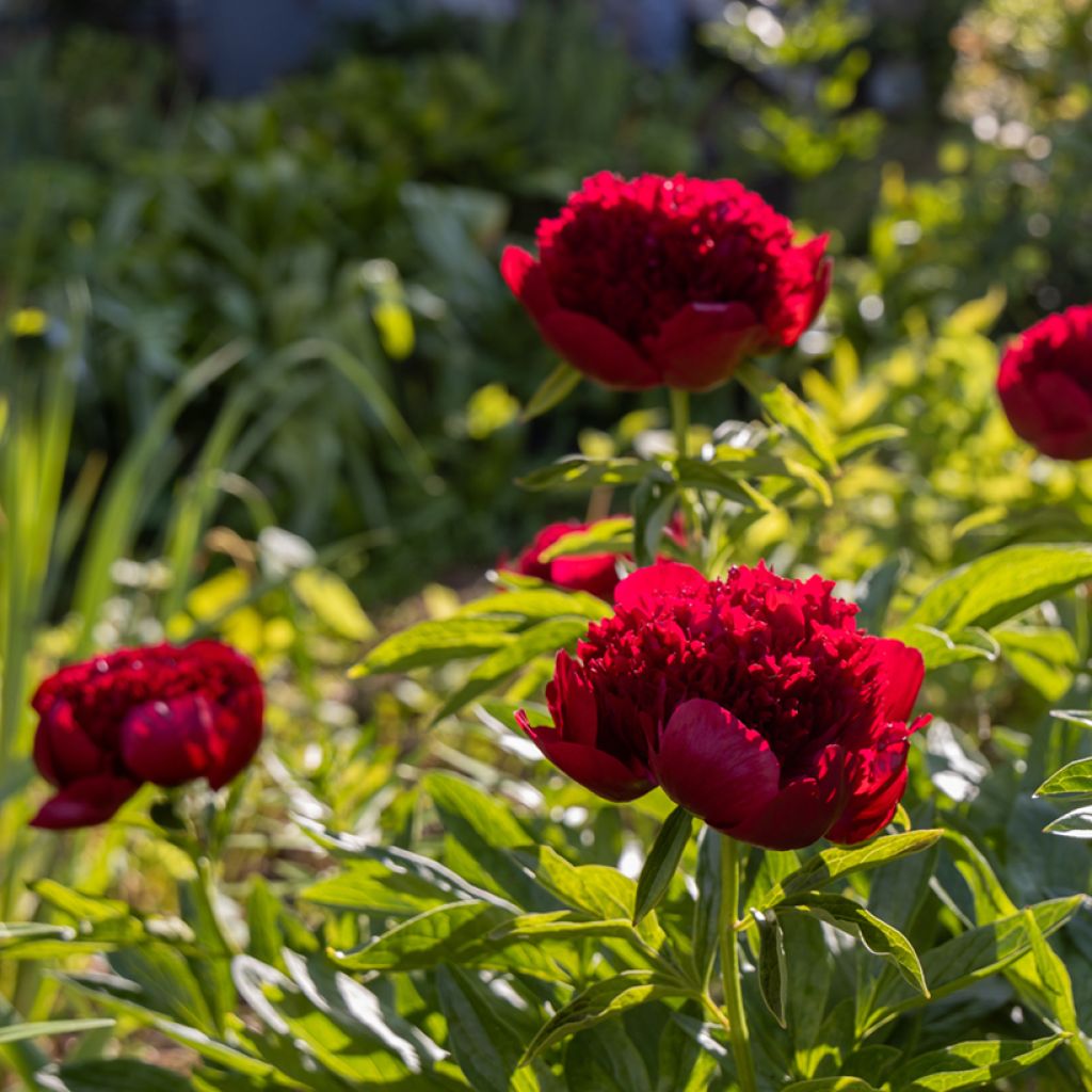 Paeonia lactiflora Red Charm - Pioenroos