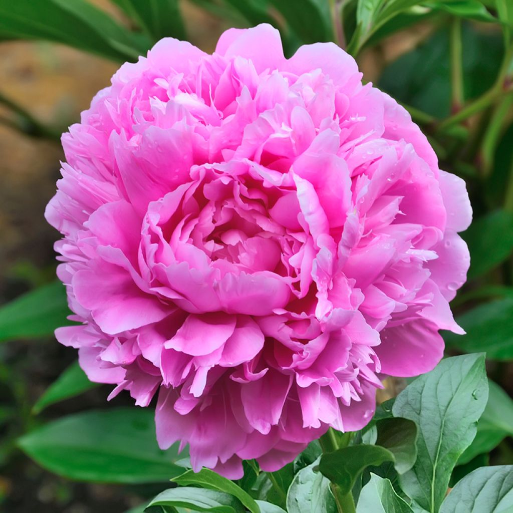 Paeonia lactiflora Sarah Bernhardt - Pioenroos