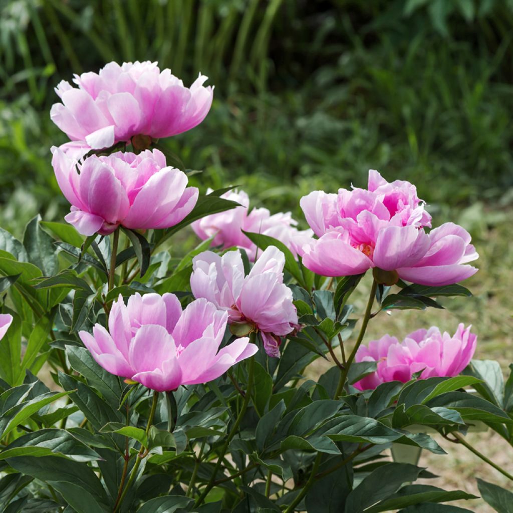 Paeonia lactiflora Sea Shell - Pioenroos