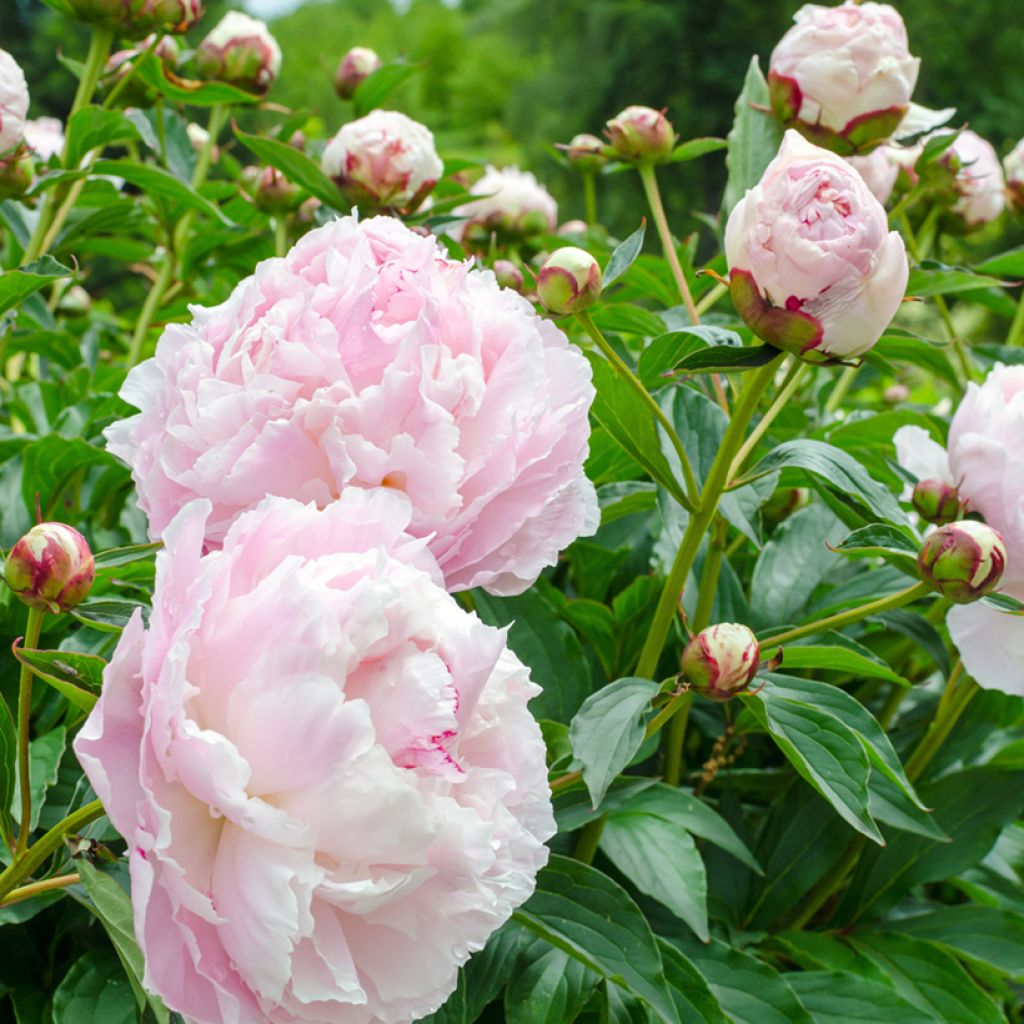 Paeonia lactiflora Shirley Temple - Pioenroos