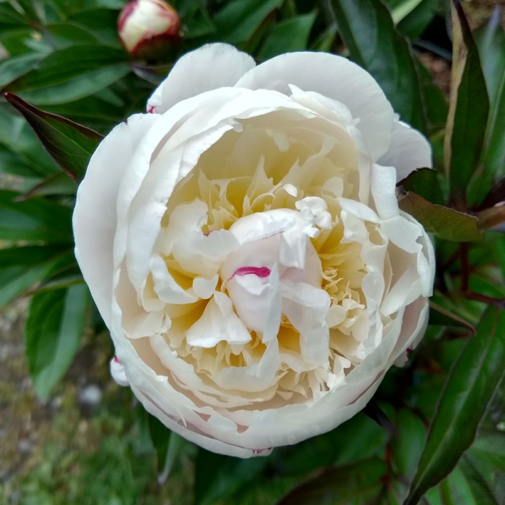 Paeonia lactiflora Shirley Temple - Pioenroos