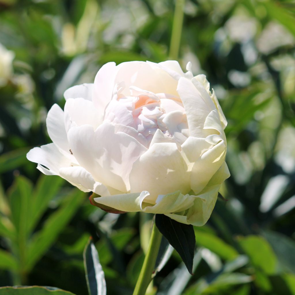 Paeonia lactiflora Solange - Pioenroos