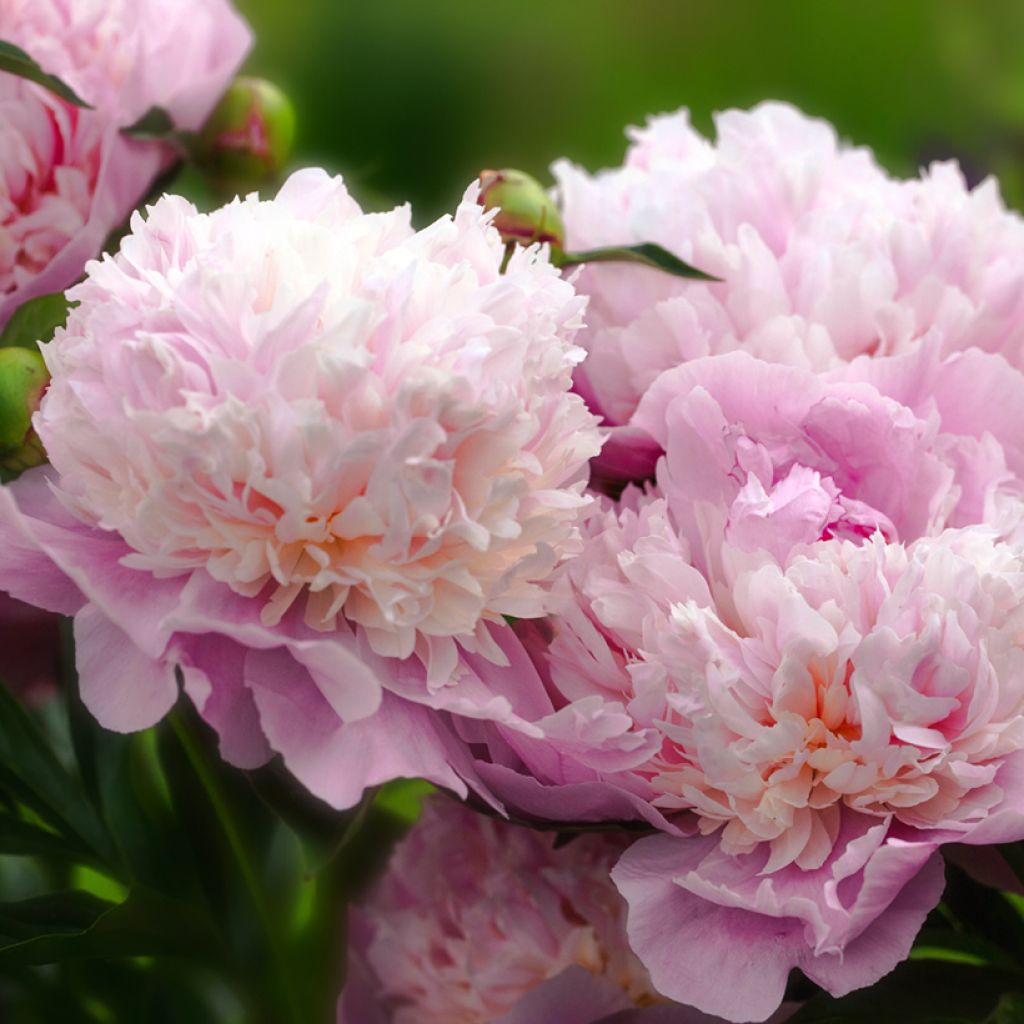 Paeonia lactiflora Sorbet - Pioenroos