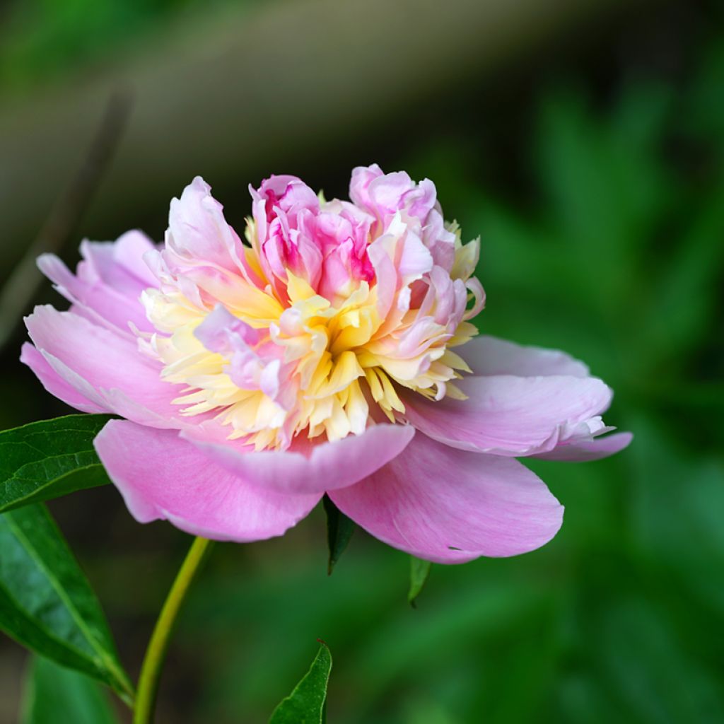 Paeonia lactiflora Sorbet - Pioenroos