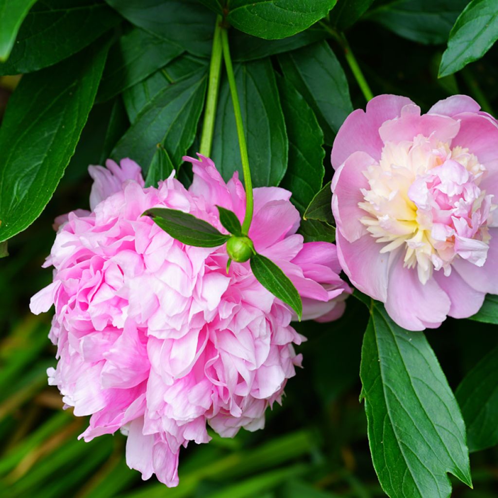 Paeonia lactiflora Sorbet - Pioenroos