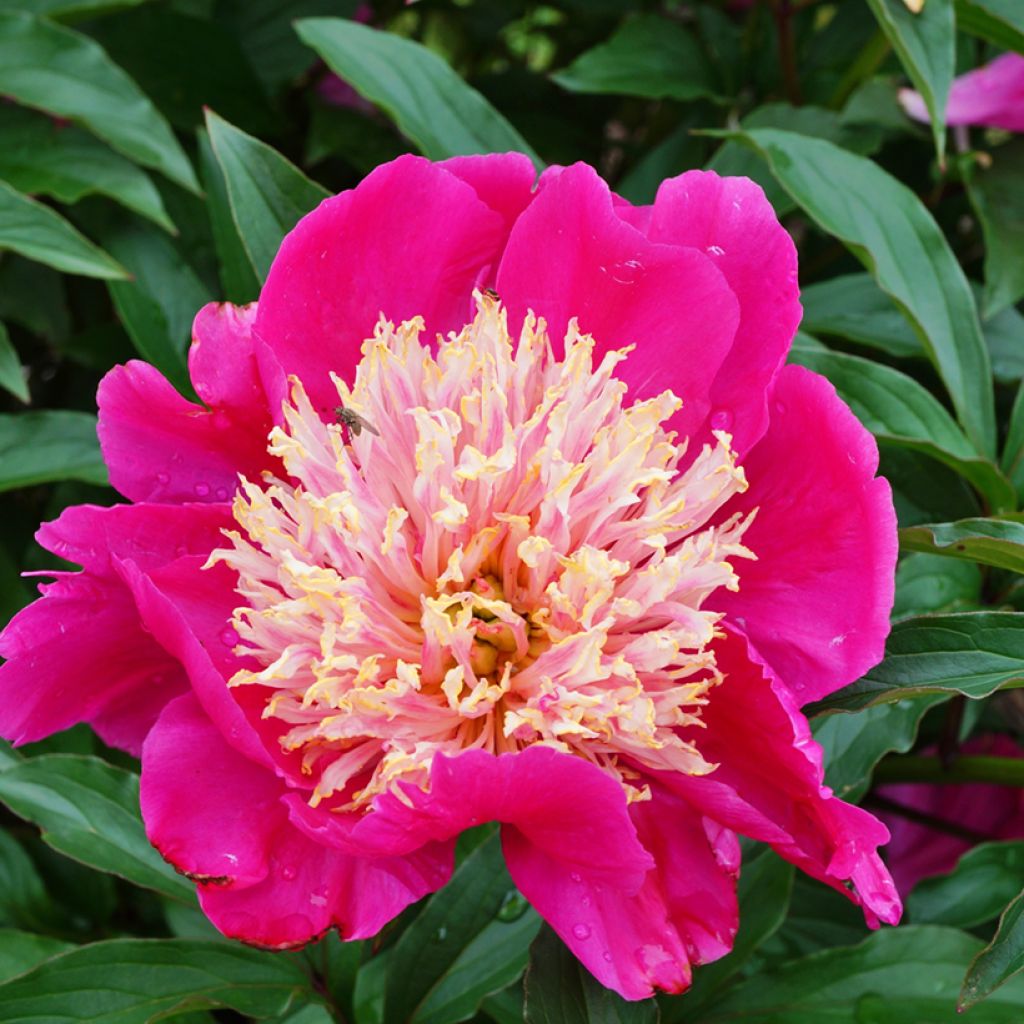 Paeonia lactiflora Tom Cat - Pioenroos