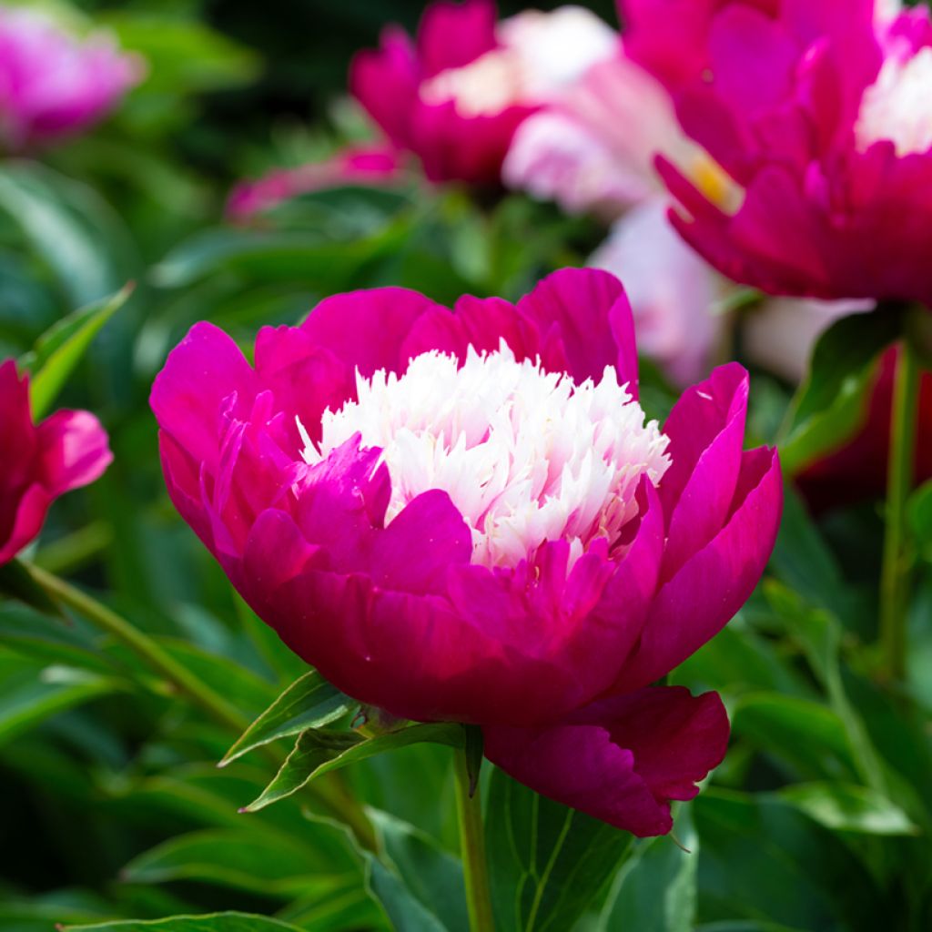 Paeonia lactiflora Tom Cat - Pioenroos