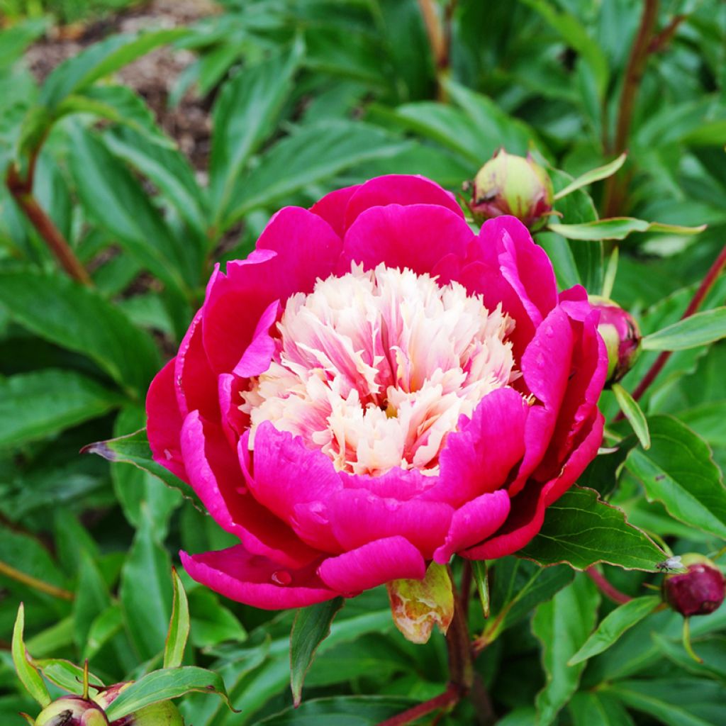 Paeonia lactiflora Tom Cat - Pioenroos