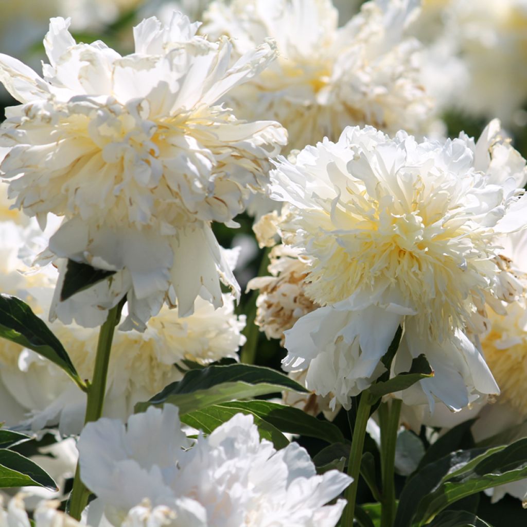 Paeonia lactiflora Top Brass - Pioenroos
