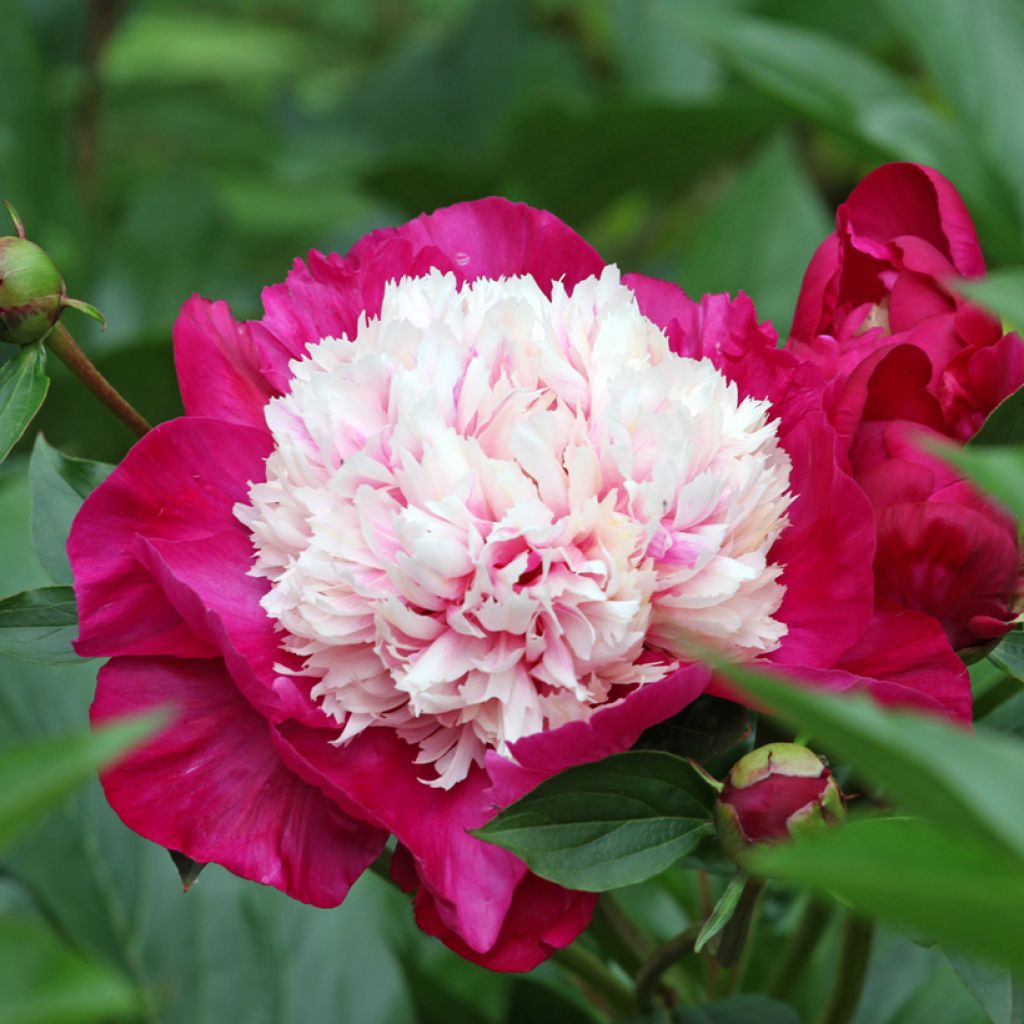 Paeonia lactiflora White Cap - Pioenroos