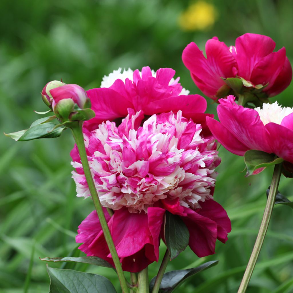 Paeonia lactiflora White Cap - Pioenroos