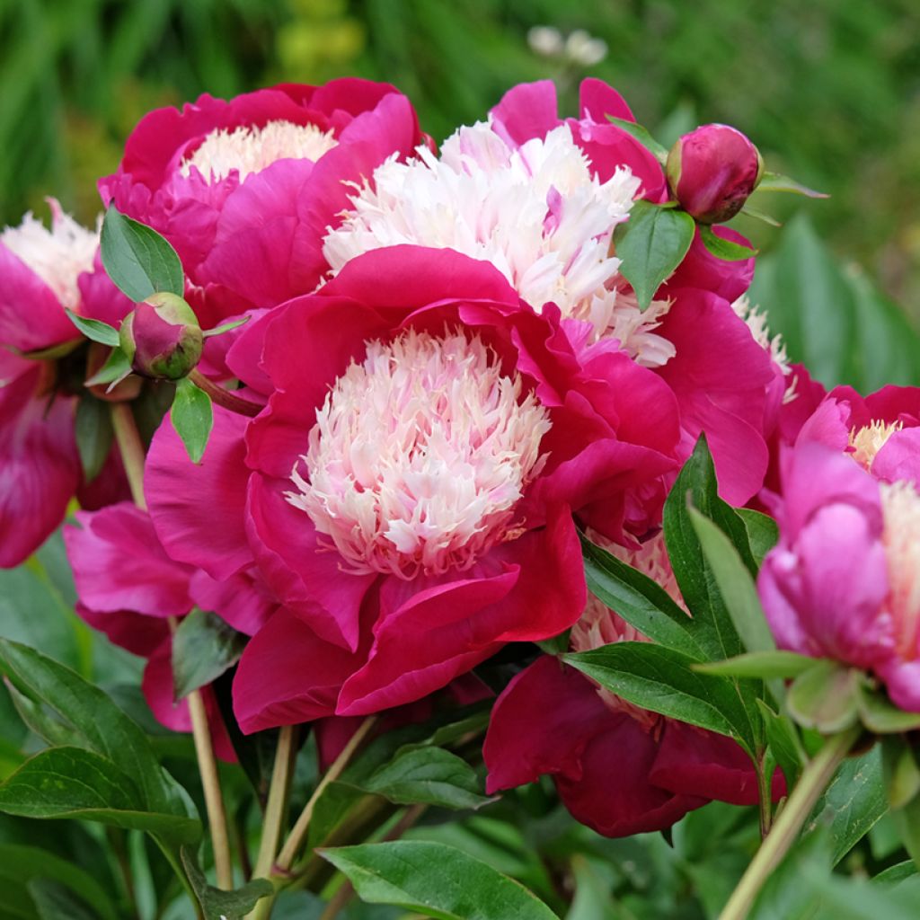 Paeonia lactiflora White Cap - Pioenroos