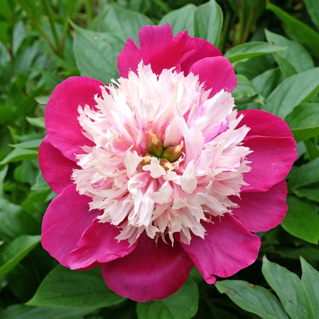 Paeonia lactiflora White Cap - Pioenroos