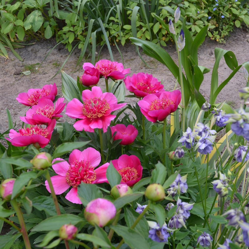 Paeonia officinalis Anemoniflora - Boerenpioen
