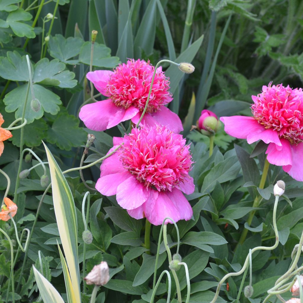 Paeonia officinalis Anemoniflora - Boerenpioen