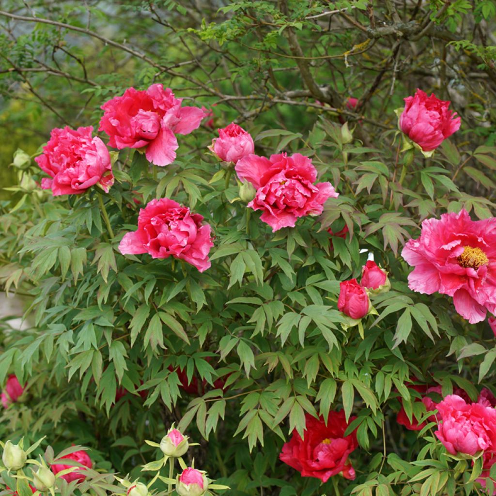 Paeonia officinalis Rubra Plena - Boerenpioen