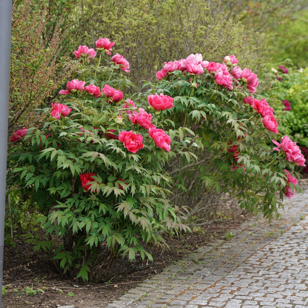 Paeonia officinalis Rubra Plena - Boerenpioen