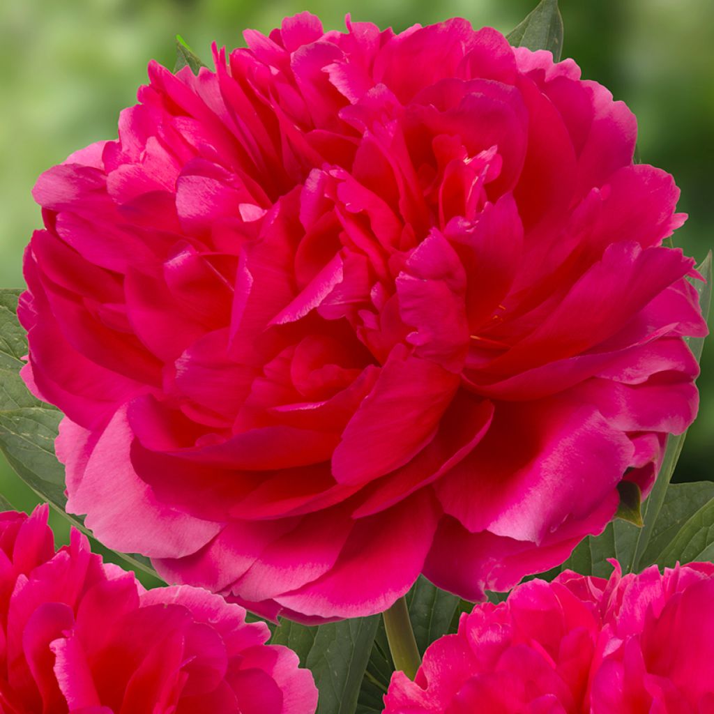 Paeonia lactiflora Raspberry Charm - Pioenroos