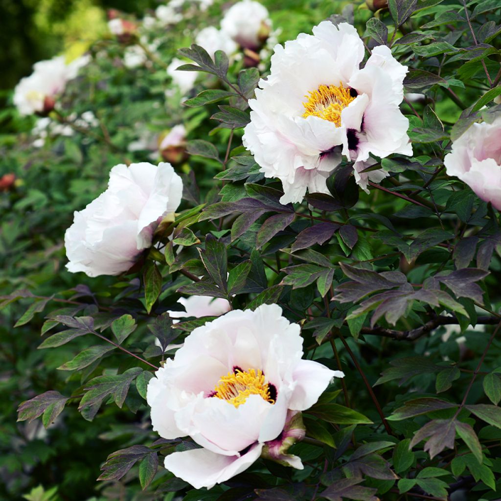Paeonia suffruticosa Lilac - Boompioen