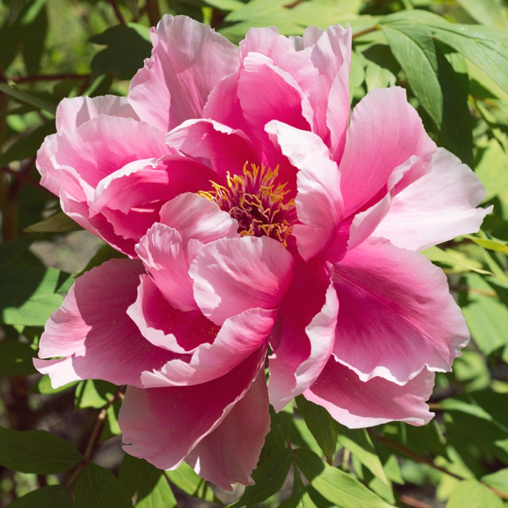 Paeonia suffruticosa Pink - Boompioen