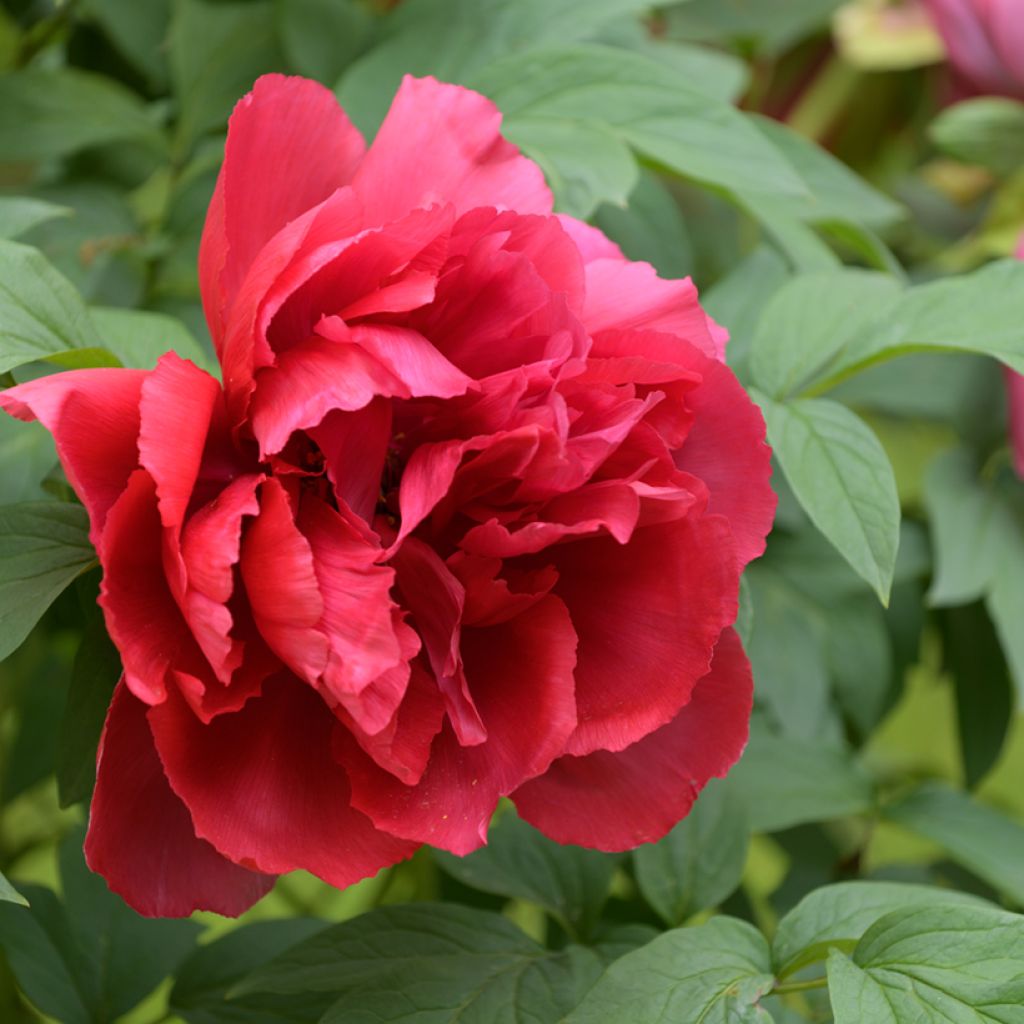 Paeonia suffruticosa Red - Boompioen
