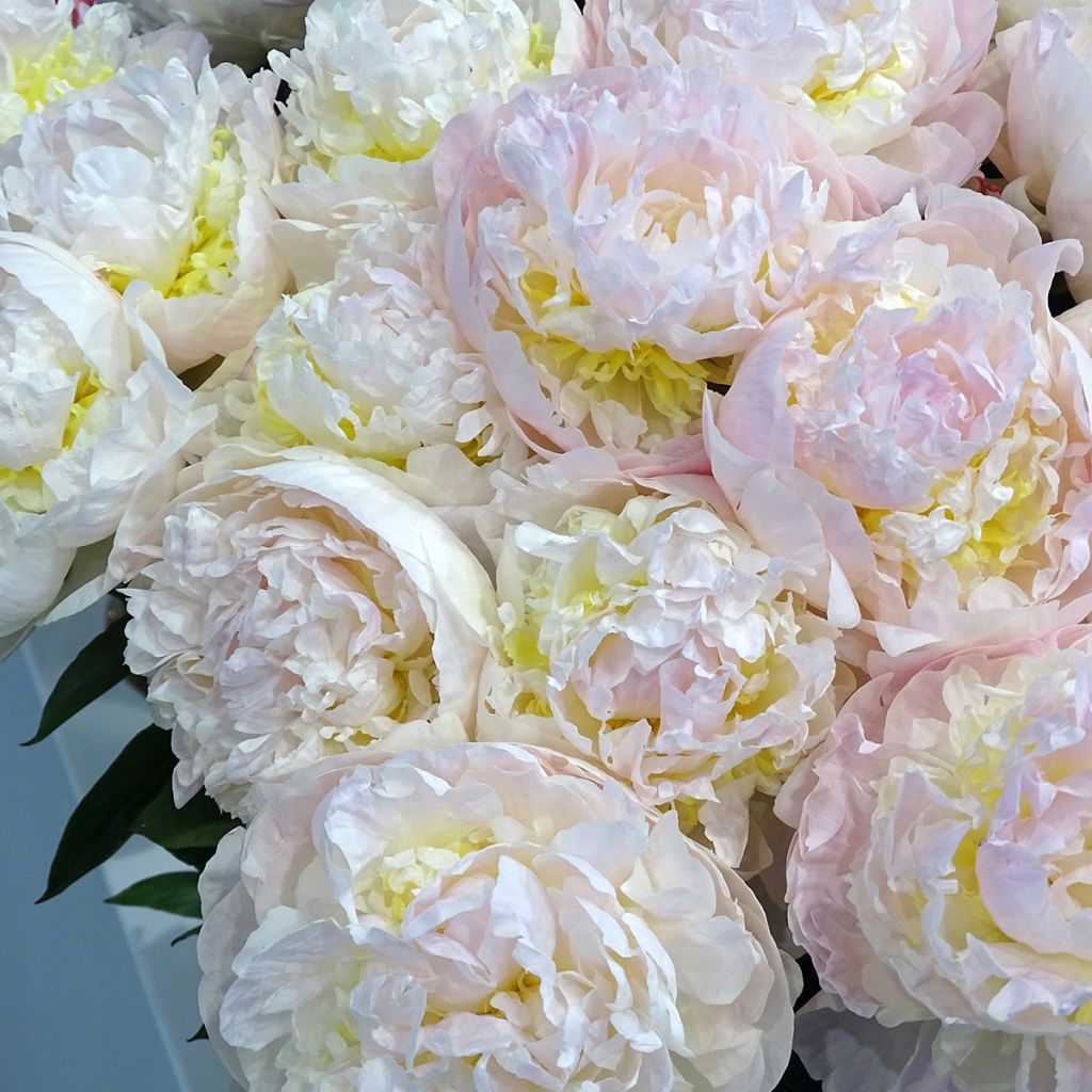 Paeonia lactiflora Blush Queen - Pioenroos