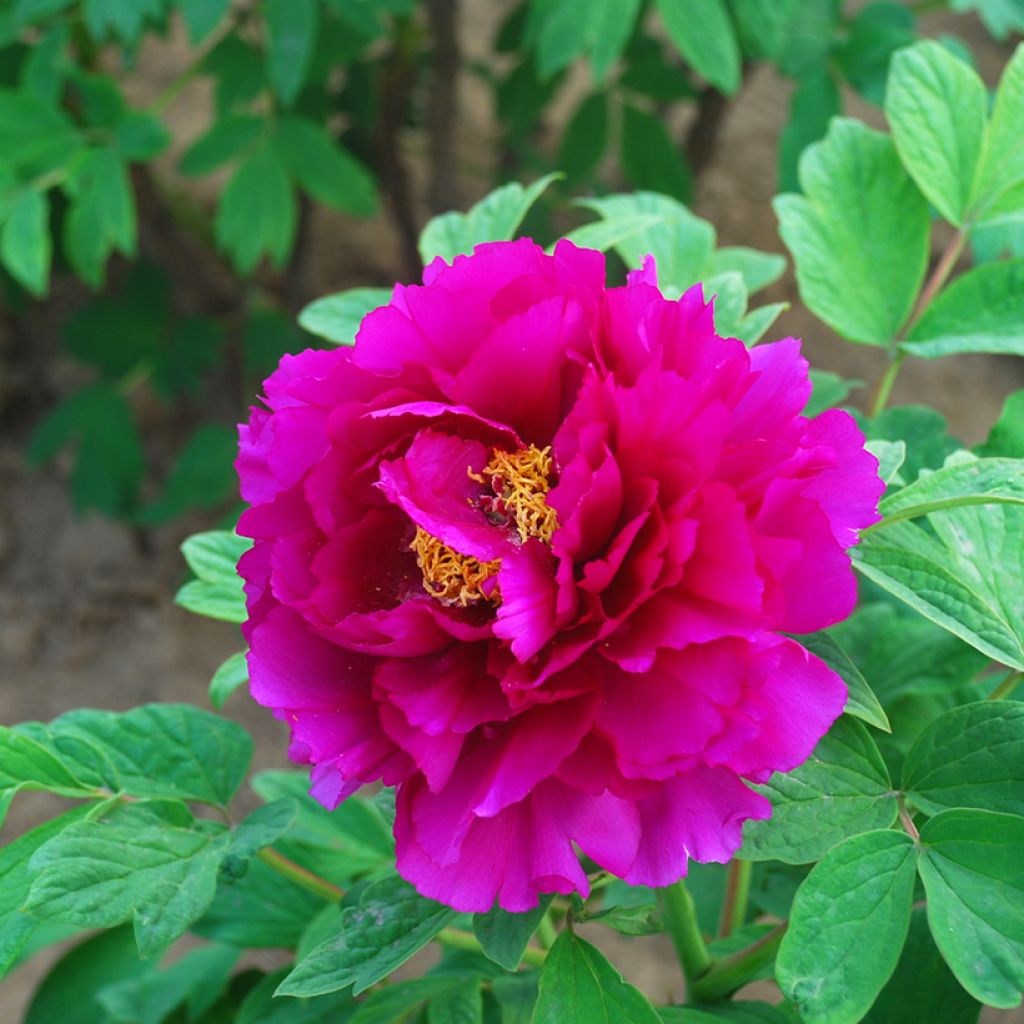 Paeonia suffruticosa Tong Yun - Boompioen